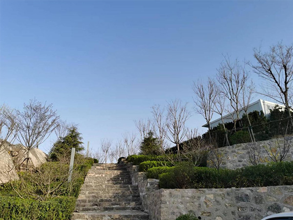 东平湖西岸金山片区生态绿化修复