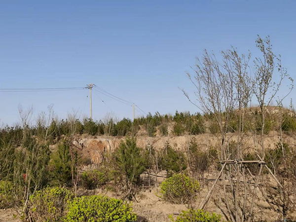 东平湖西岸金山片区生态绿化修复