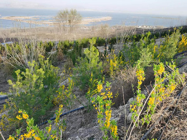 东平湖西岸金山片区生态绿化修复