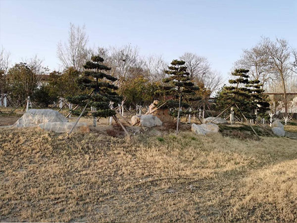 东平湖西岸金山片区生态绿化修复